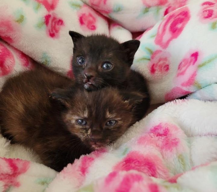 kittens snuggling friends